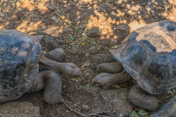 istock Galapagos Giant tortoise Turtle 1140850412