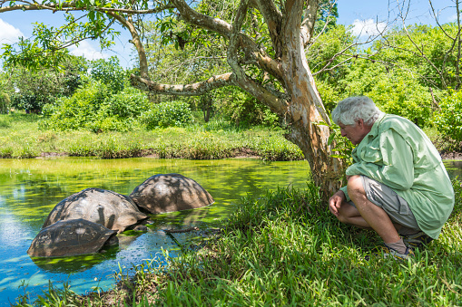 Senior man looking three Galapagos giant tortoises in the pond.