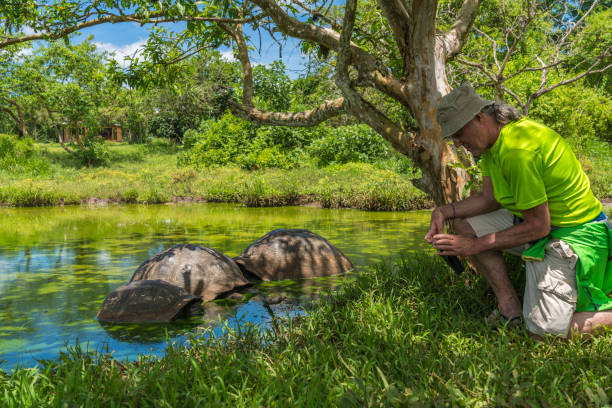 istock Galapagos Giant tortoise Turtle 1140850529