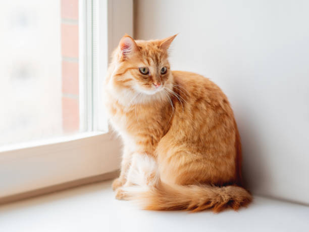 istock Cute ginger cat siting on window sill and waiting for something. Fluffy pet at home. 1140851836
