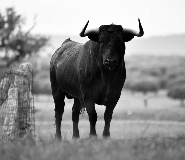 istock bull black on the green field 1140852740