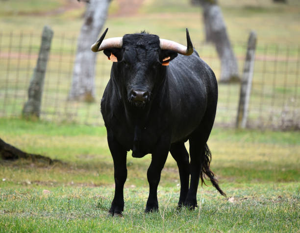 istock bull black on the green field 1140852902