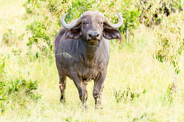istock Buffalo grazing at wild 1140853195
