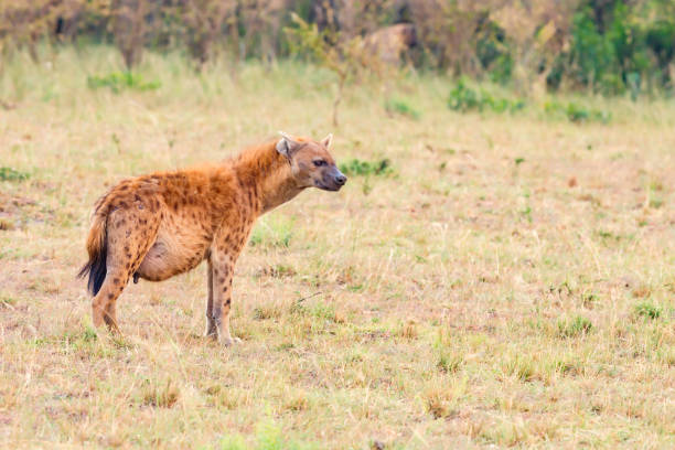 Hyena in the wild Okavango Delta Botswana