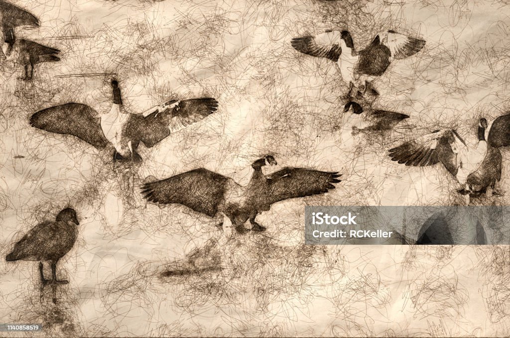 Sketch of Canada Geese Landing on Frozen Lake Canada Goose stock illustration