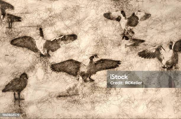 Sketch Of Canada Geese Landing On Frozen Lake Stock Illustration - Download Image Now - Canada Goose, Sketch, Animal Wildlife