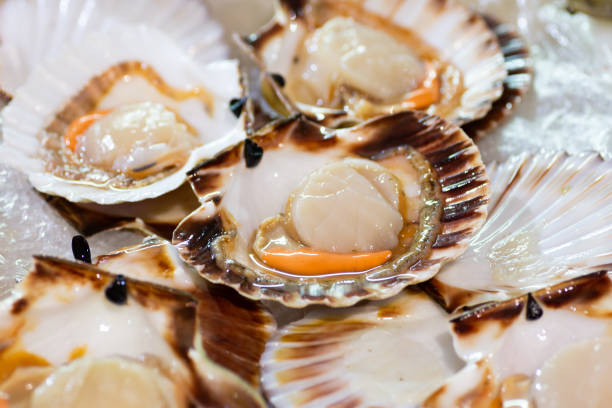 Scallops Scallops, commonly known as scallops, are a family of bivalve molluscs, closely related to clams and oysters mollusca stock pictures, royalty-free photos & images