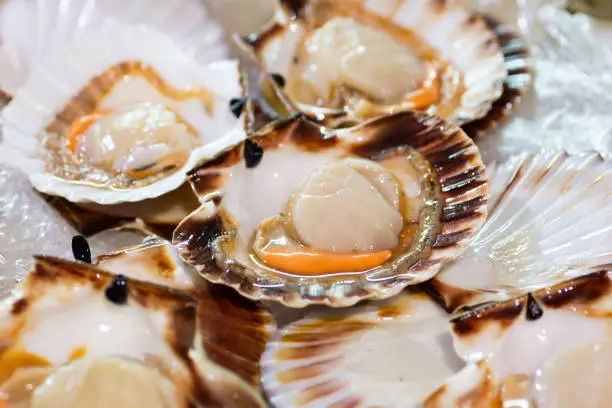 Scallops, commonly known as scallops, are a family of bivalve molluscs, closely related to clams and oysters