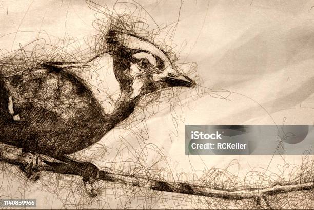 Sketch Of An Immature Blue Jay In Tree Stock Illustration - Download Image Now - Blue Jay, Sketch, Animal