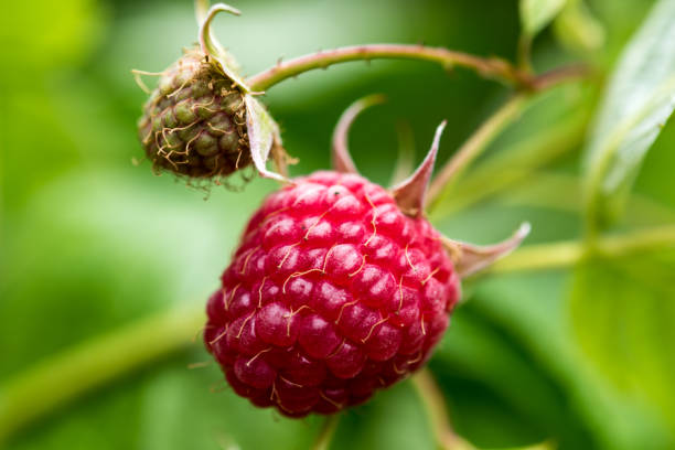la rama de close-up de frambuesas orgánicas maduras en la vid - raspberry berry vine berry fruit fotografías e imágenes de stock
