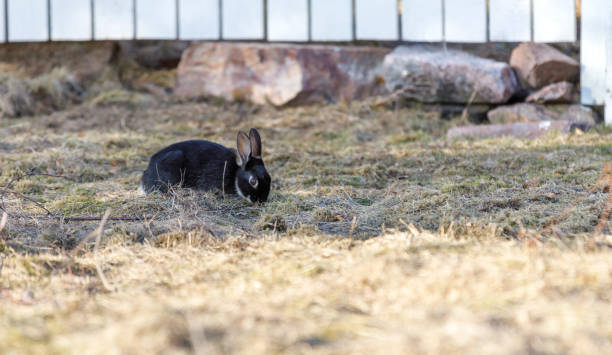 Black rabbit eats grass on a field stock photo