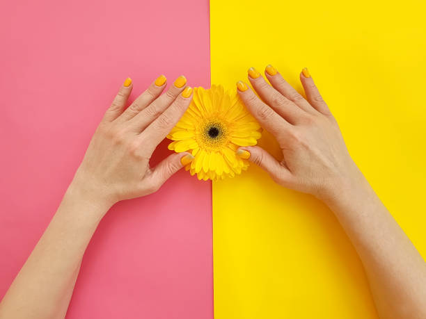 istock female hands manicure, gerbera flower on a colored background 1140861500