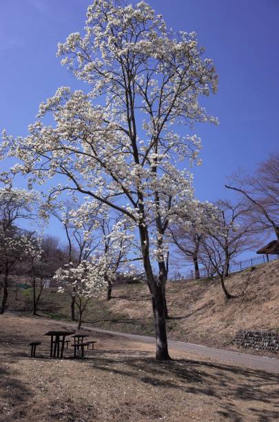 istock Beautiful white Magnolia flowers in the blue sky 1140863196