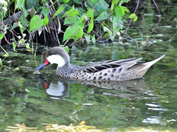 White-cheeked Pintail Duck (Anas bahamensis) swimming in the Florida wetlands White-cheeked Pintail Duck also known as the Bahama Pintail or Summer Duck white cheeked pintail duck stock pictures, royalty-free photos & images