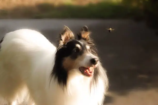 Photo of Collie with a Bumble Bee