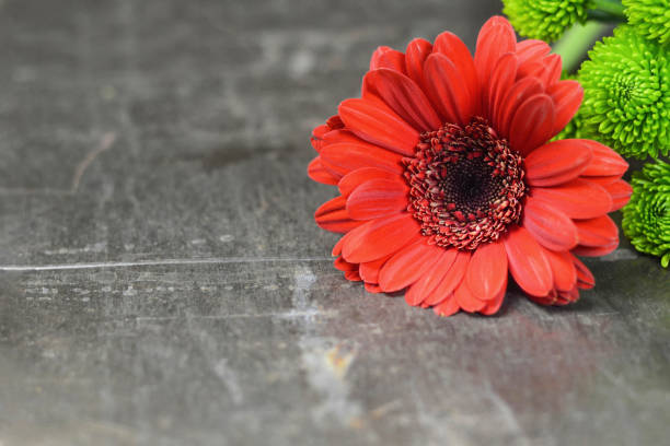 Mothers Day background. Red gerbera daisy on rusty background with copy space