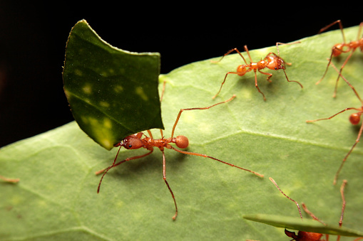 Macro of a blade-or leaf cutter ants