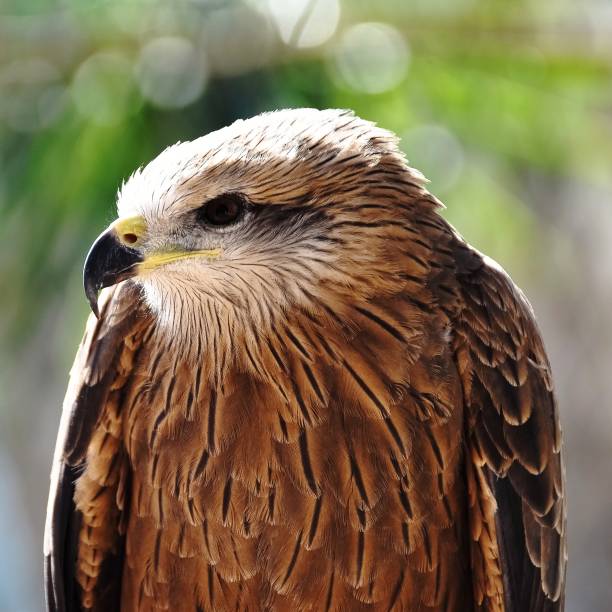istock a beautiful young brown hawk at the rabat zoo in Morocco 1140869009