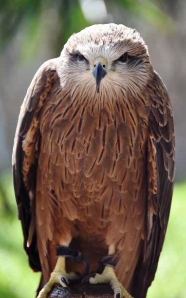 istock a beautiful young brown hawk at the rabat zoo in Morocco 1140869015