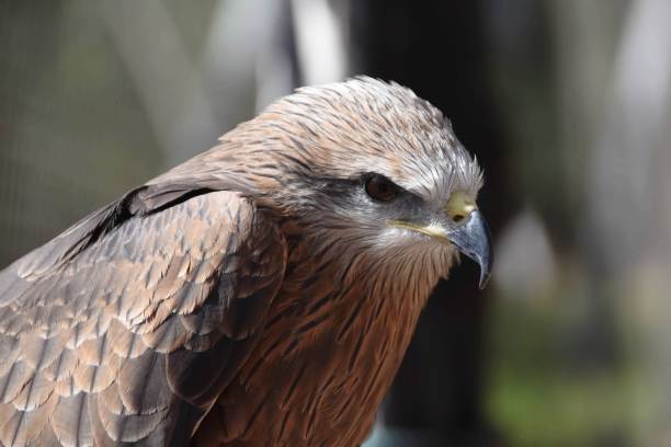 istock a beautiful young brown hawk at the rabat zoo in Morocco 1140869054