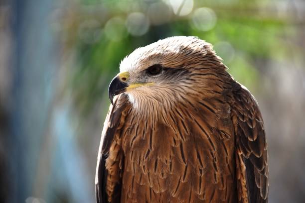 istock a beautiful young brown hawk at the rabat zoo in Morocco 1140869631