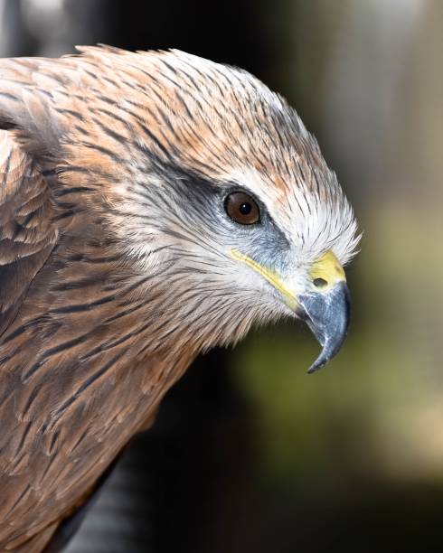 istock a beautiful young brown hawk at the rabat zoo in Morocco 1140869640