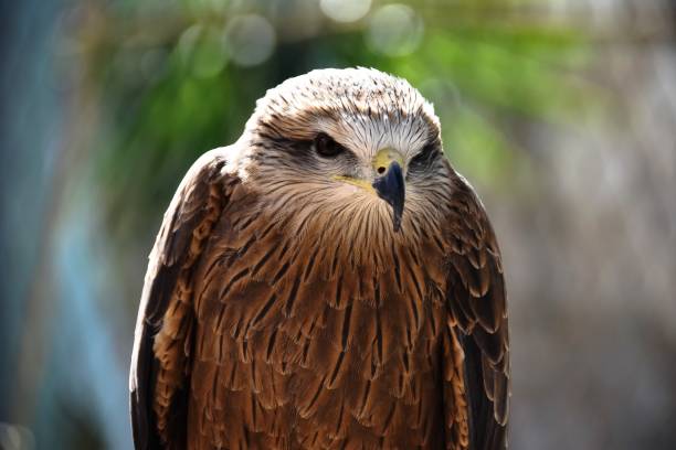 a beautiful young brown hawk at the rabat zoo in Morocco