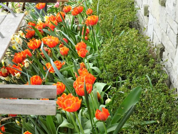 istock Red and Yellow Tulips - Part 4 1140869693