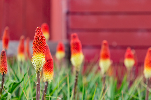 Red Hot Poker Flowers, Torch Lilys, in front of a red barn
