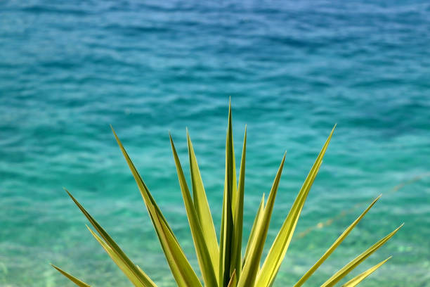 Agave plant growing in front of the sea. Selective focus, vibrant colors.