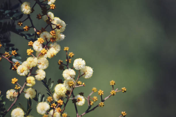 fiori gialli e gemme del nativo australiano sunshine wattle, acacia terminalis, famiglia fabaceae, che cresce in brughiera, royal national park, sydney, nuovo galles del sud. - indigenous culture immagine foto e immagini stock