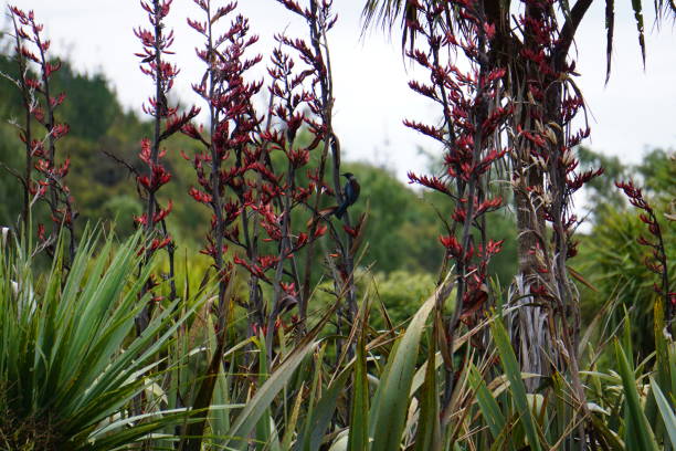 뉴질랜드의 tui 버드 - new zealand flax 뉴스 사진 이미지