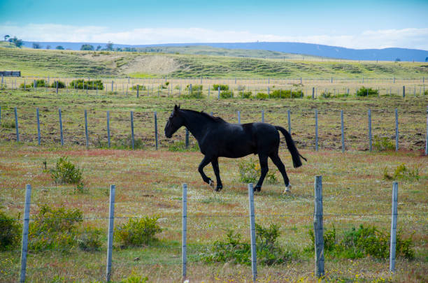 istock Black Horse in Patagonia 1140873295