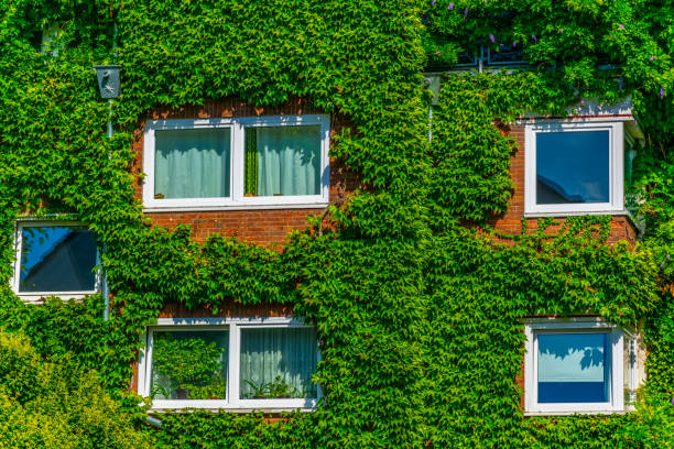 istock Window covered in ivy in Cologne, Germany 1140877194