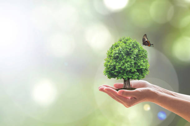 istock Environment and ecosystem preservation concept with tree planting on volunteer's hand 1140878774