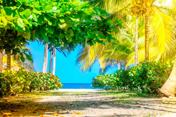 istock View on path on a Palm Tree Forest to the beach in Palomino, Colombia 1140881525
