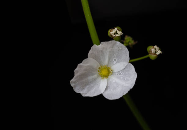 istock Little white flowers 1140882463