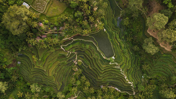 istock Tegallalang Rice Terraces in Bali 1140883291