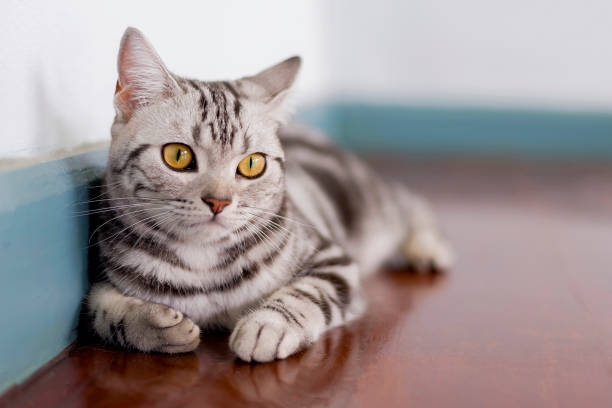 american shorthair cat in room - amerikanisch kurzhaar stock-fotos und bilder