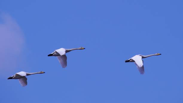 istock Swans in Naganuma-cho Maizuru recreation area 1140883358
