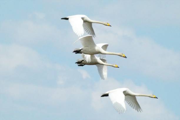 istock Swans in Naganuma-cho Maizuru recreation area 1140883945