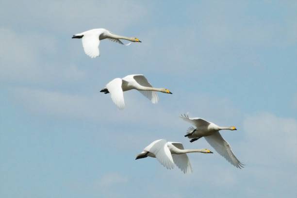istock Swans in Naganuma-cho Maizuru recreation area 1140883952