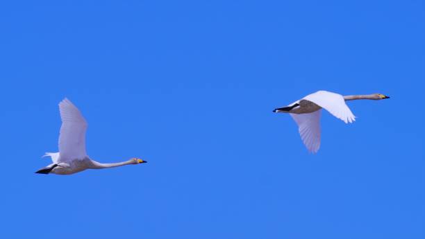 istock Swans in Naganuma-cho Maizuru recreation area 1140883954