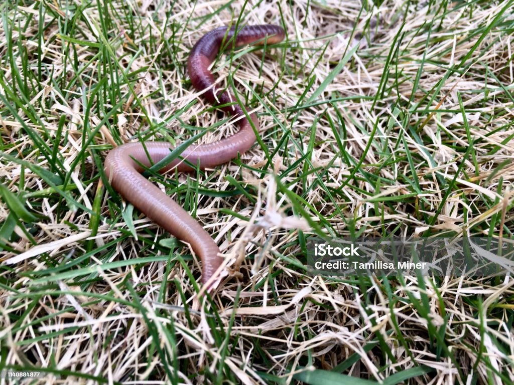 Big Fat Worm In Grass Stock Photo - Download Image Now - Close-up, Grass,  Horizontal - iStock