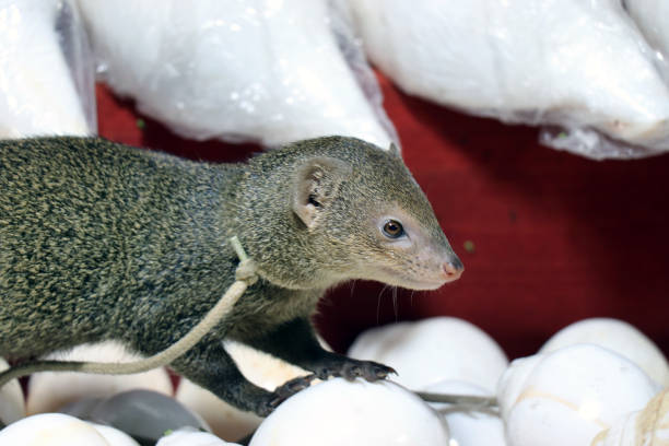 Cute mongoose. Mongoose in a shop finding insects for eating. Mongoose in a market. Pet mongoose.