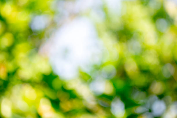 istock Nature green bokeh background 1140892864