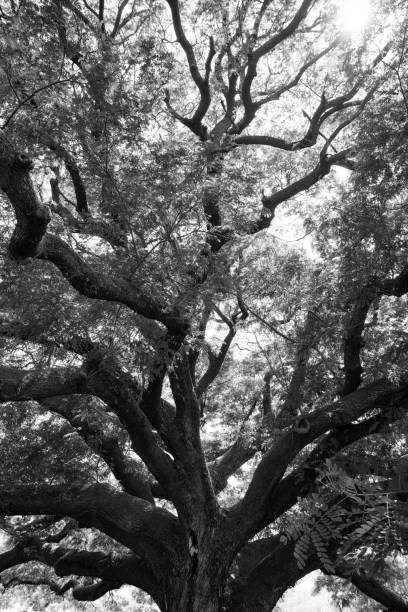 istock black and white nature green leaf and  tree branch sunlight background. ,forest trees 1140892965
