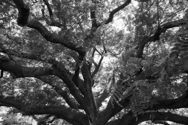 istock black and white nature green leaf and  tree branch sunlight background. ,forest trees 1140892974