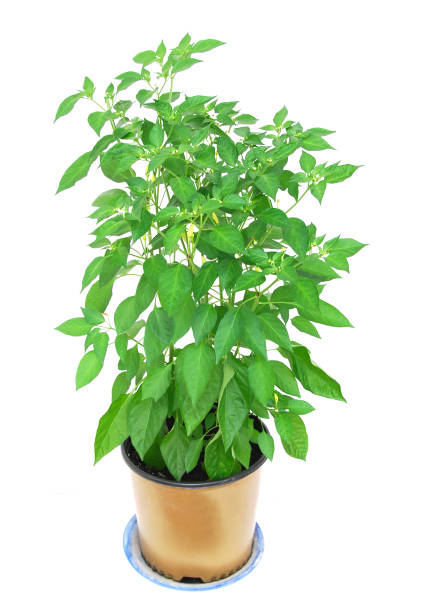 istock Pepper plant vegetables in pot, isolated on white background 1140895248