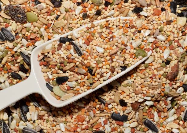 Bird seed with plastic scoop in the center. Full frame image of mixed bird seed for small parrots and cockatiels with a plastic seed scoop in the center. bird seed stock pictures, royalty-free photos & images